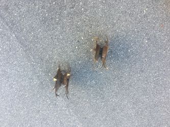 Mantis Tiller Tines