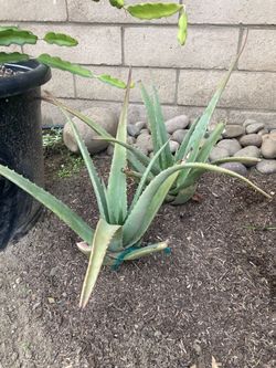 Large Aloe Vera Aloe Barbadensis Succulent Plant, Bareroot, Medicinal Properties