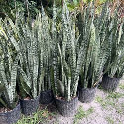 Zeylanica & Laurentii Snake Plants In 3 gls Pot. SPECIAL PRICE🤩
