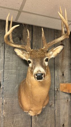 White Tail Deer Mount