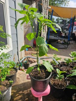 Jalapeño Plant