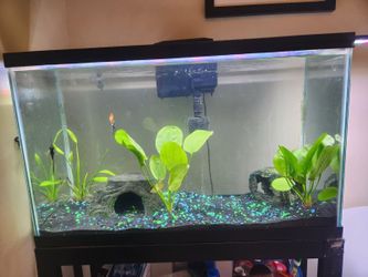 40 Gallon Fish Tank & Supplies