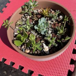🔥Succulent Arrangement Ceramic Pot