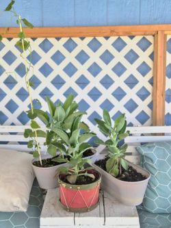 Mother of thousands Kalanchoes $2 and $3 Each Plant
