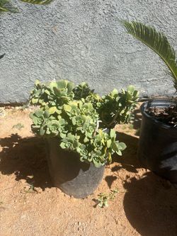 Succulent $20.00 each cash only