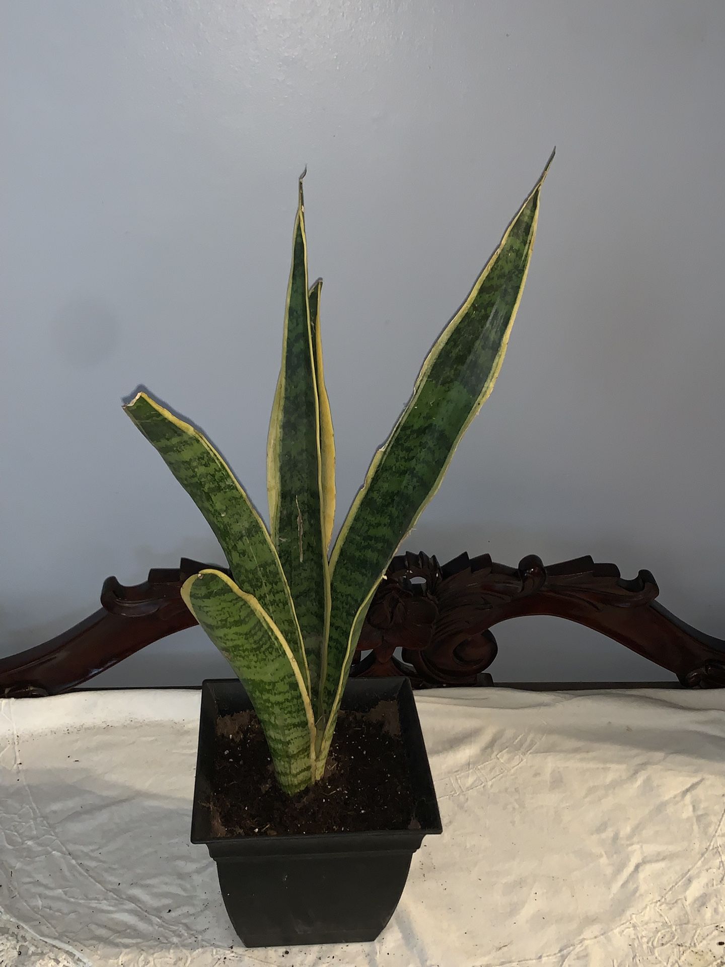 17” Snake plant