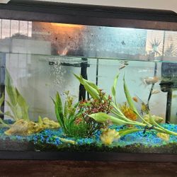 Fish Tank 10 Gallon