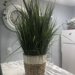 Beautiful Decorative Plant For Household 