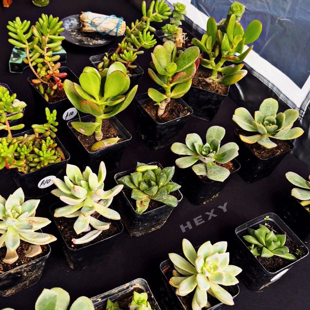 Succulents 