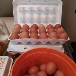 Fresh Eggs