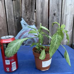 Salvia Divinorum Plant - Sage of the Diviners  - Yerba de la pastora - Hierba de los dioses - ska maria planta aztec azteca