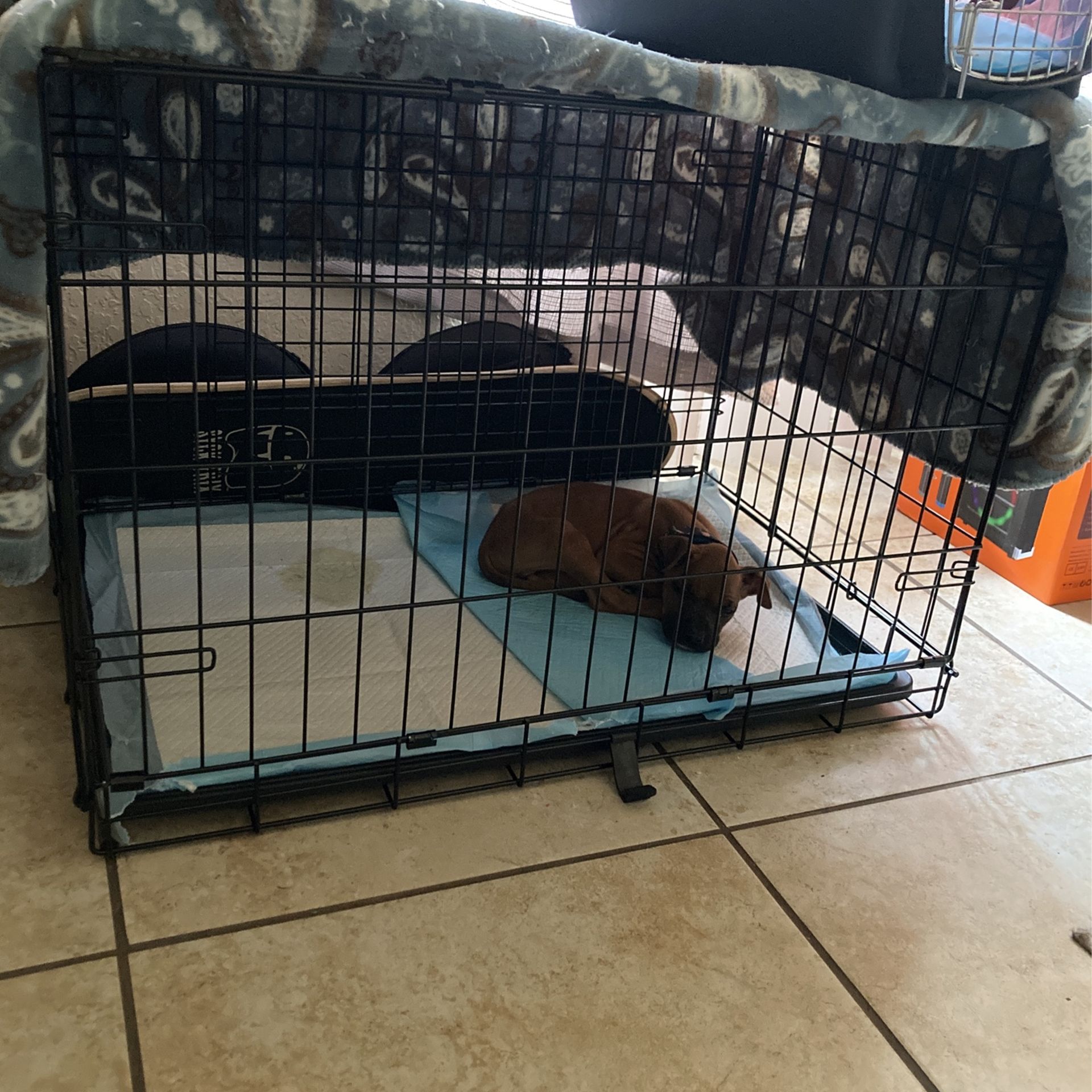(Boxer Dog) Kennel/ Puppy