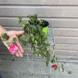 Fucshia Plant Blue Eyes In One Gallon Pot