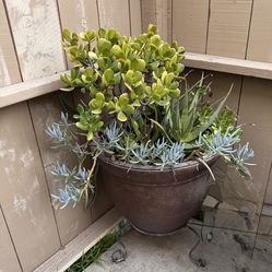 Planters With Succulents (2 - Selling As A Set)