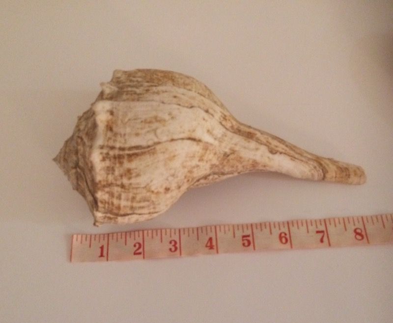 Large Sea Shell