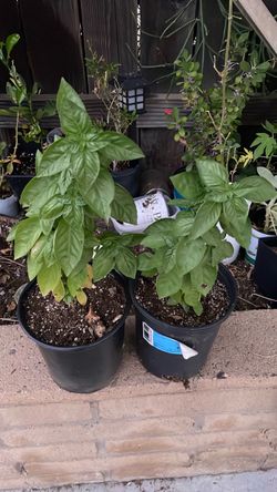 Planta de albahaca