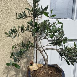 Bonsai Plans For Sale Many To Choose From $50 Each
