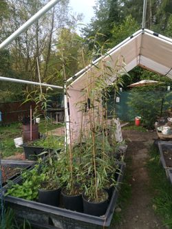 6 ft tall weepy willow trees