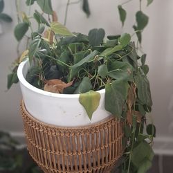 Real I door Pothos Plant