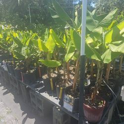 Banana Trees $35-$40
