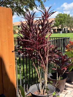Large Red Cordyline Ti Plant in Pot