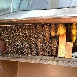 🐝BEE REMOVAL/ RELOCATION 🐝