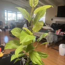 Large Philodendron Golden Goddess 
