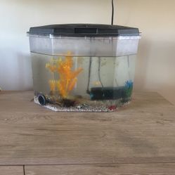 Fish Tank 