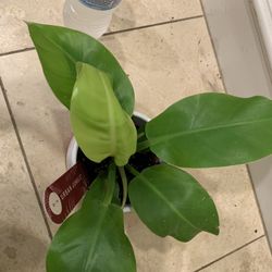 Philodendron Moonlight Plant 