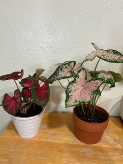 Caladium 15 each