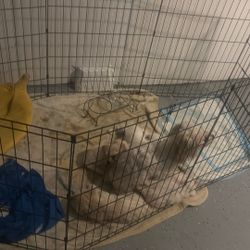 Puppy Kennel 
