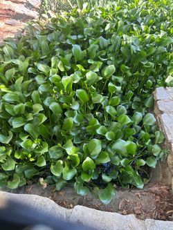 Live Water Hyacinth Plants – Pond Plants – $5 Each