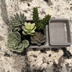 Succulent Scentsy