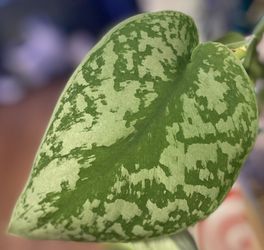 Scindapsus Pictus Silver Splash or Silver Splash Pothos