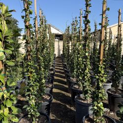 Star Jasmine (15 Gal) - Staked - Landscape Ready