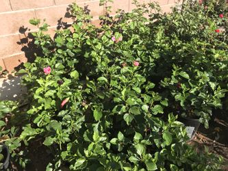 Hibiscus