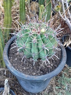 Devil's tongue cactus plant good size