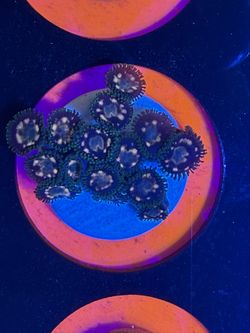 Fake Jurassic Park And Rastas Zoas