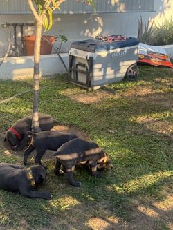 ice chest cane corso 6wks