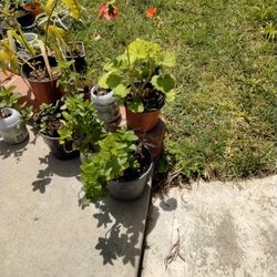 Plantas 