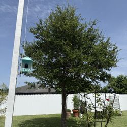 FREE Mature Oak Tree – You Dig It Up!
