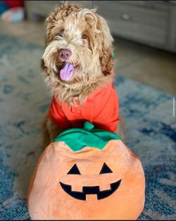 Halloween Costumes For Dogs/Puppies
