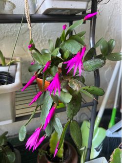 Cute Christmas cactus
