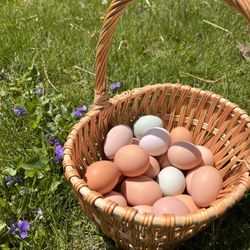 Organic, Soy-free Eggs!