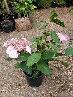 Twist n’ Shout HYDRANGEA