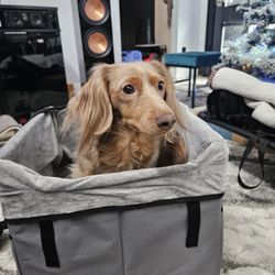 Dog Car Seats for Small Dogs
