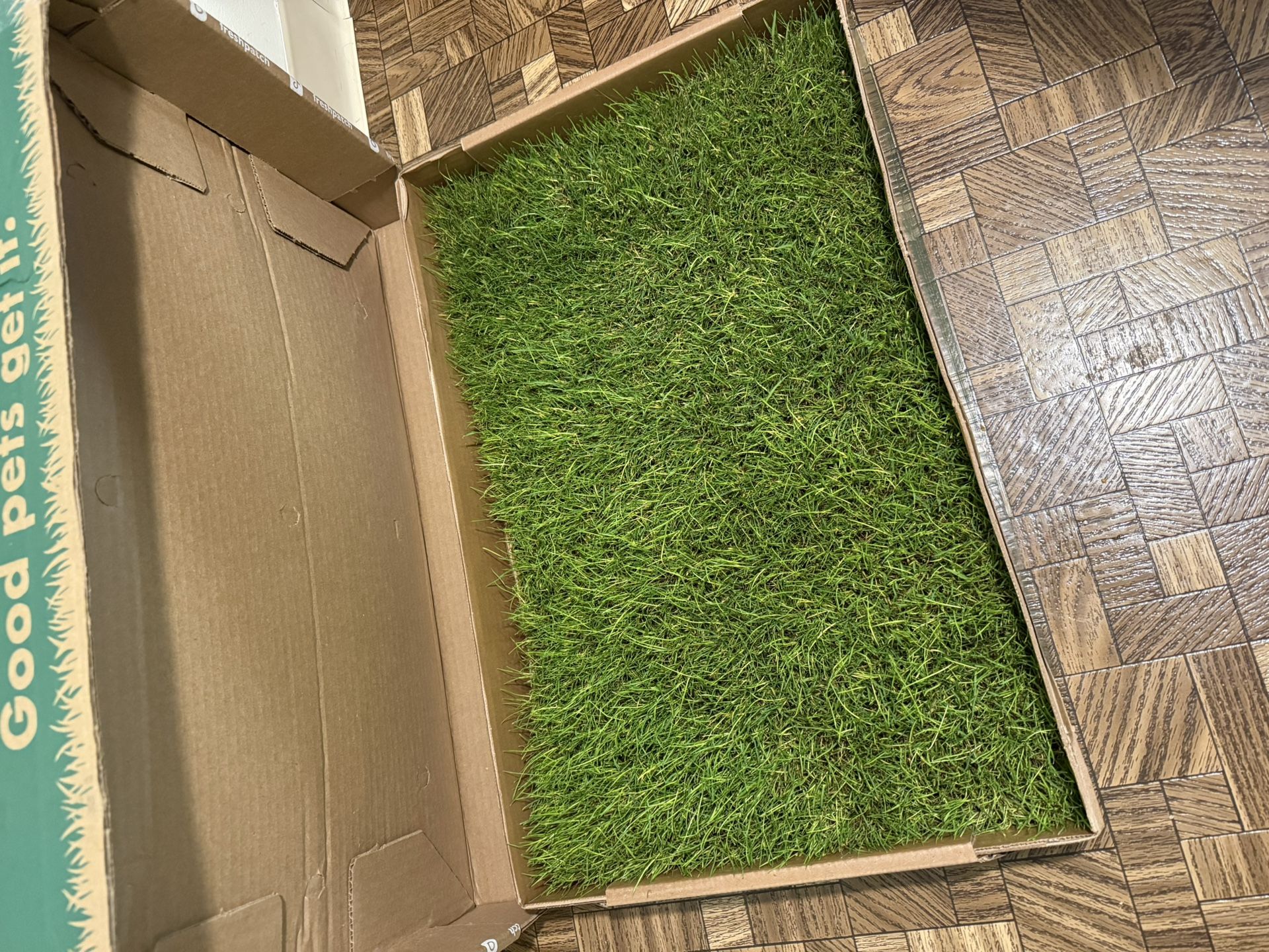 New Fresh Patch Of Grass For Dog Indoor Potty Training