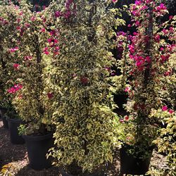 Fresh Bugambilia grows tall/Bugambilia