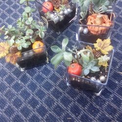 Succulents  In Glass Square Vase