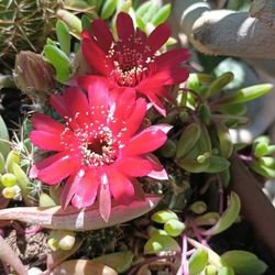 Terracotta Pots  Succulents And Cactus Arrangement.